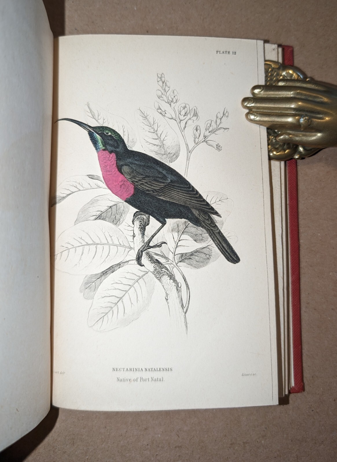 Naturalists‘ Library Nectariniadae Sun-Birds William Jardine 1864 color plates