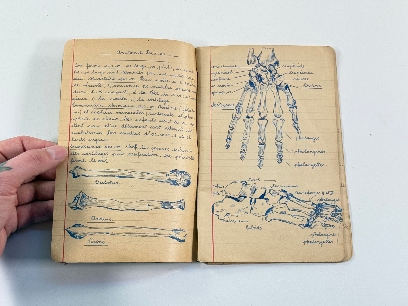 vtg 70s Biology Medical Sketchbook Belgium skeletons folk art illustration