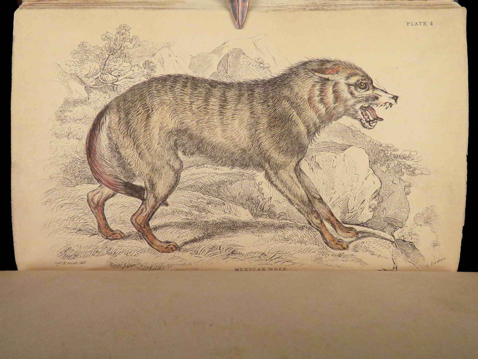 1839 DOGS & Wolves 1ed Huskies Hyenas FOX Jardine Naturalist Illustrated Canines