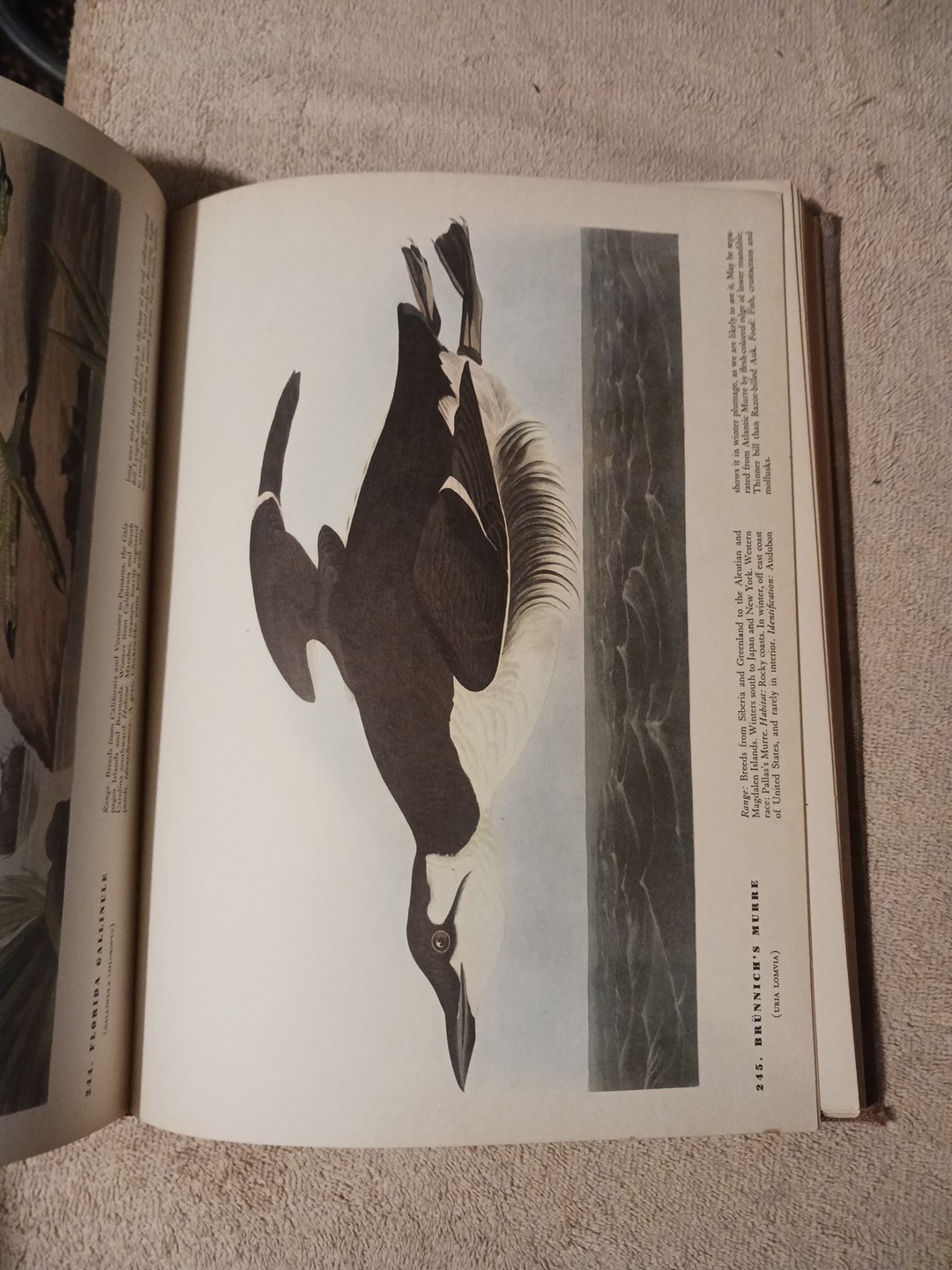 The Birds of America by John James Audubon, 1942 Color Illustrations Hardcover