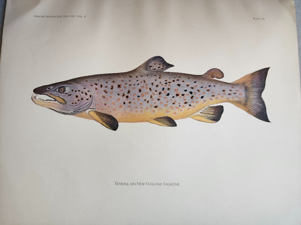 Salmon Family Fishes of New England Boston Society Natural History Kendall 1935!