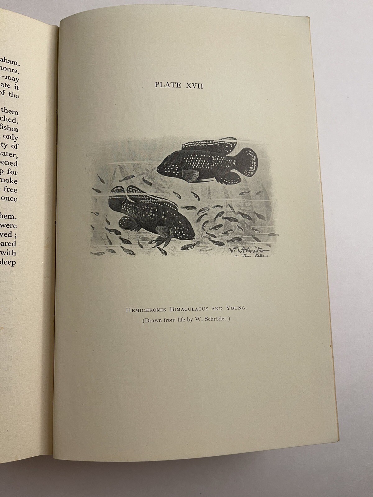 The Biology Of Fishes H.M. Kyle 1928 Fishing Anatomy Behavior Illustrated Photos