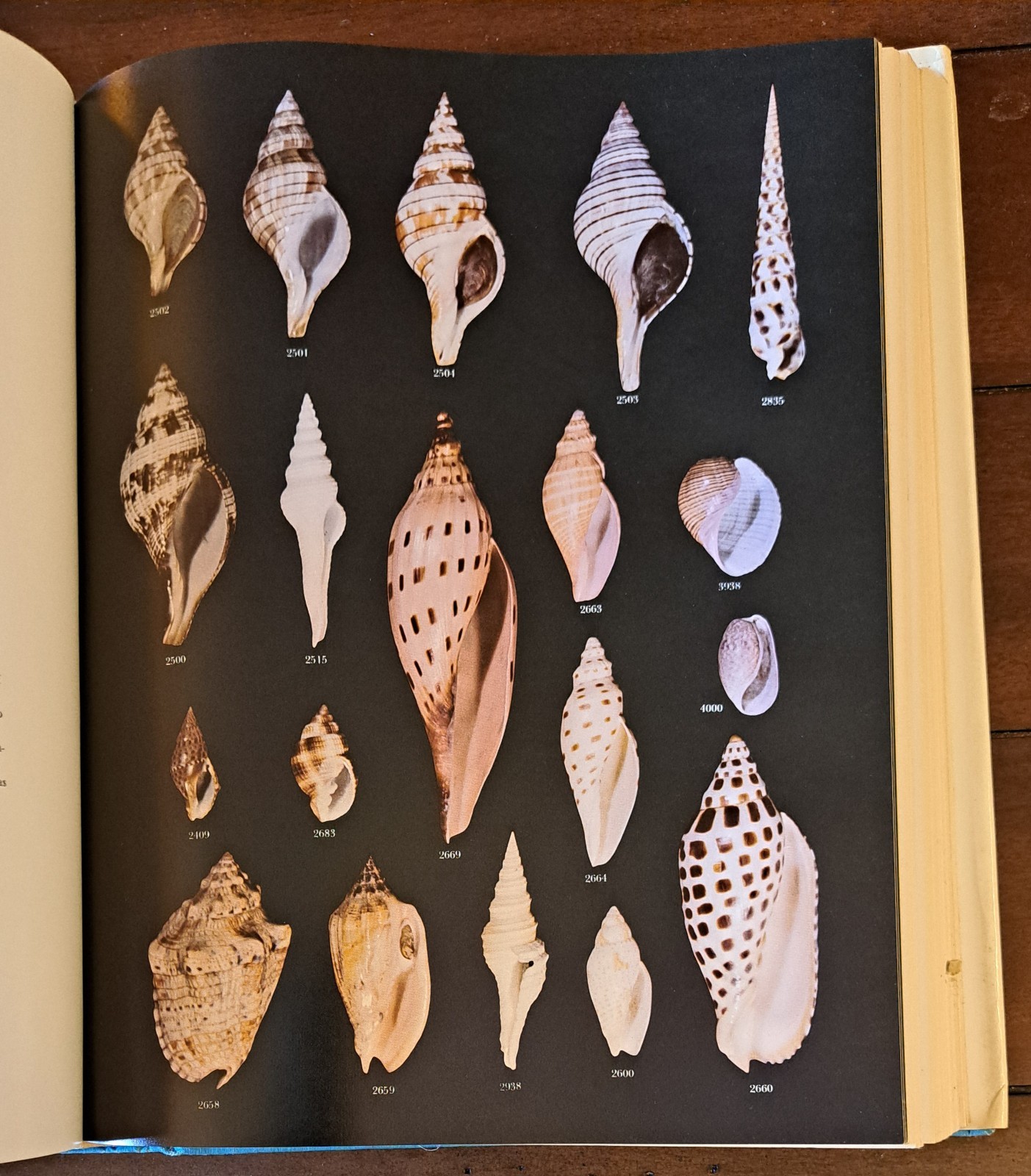 AMERICAN SEASHELLS, Second Edition by R. Tucker Abbott 1974