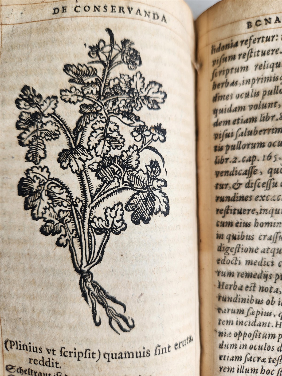 1568 RULES FOR PRESERVING GOOD HEALTH by ARNOLDUS VILANOVA ILLUSTRATED antique