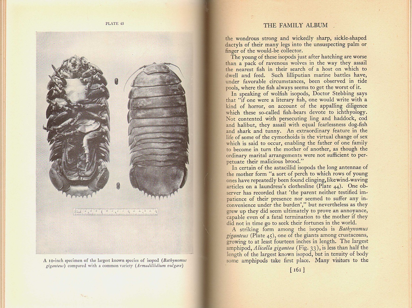 SHELLS & GEOLOGY-Evolution/Paleontology/Mollusks/Crustaceans/HB/184 Illustr./VG+