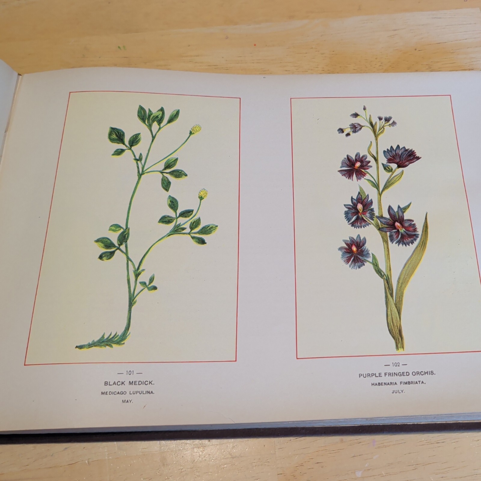 1894 Botanical Fine Art Weekly Wild Flowers of America Hardcover