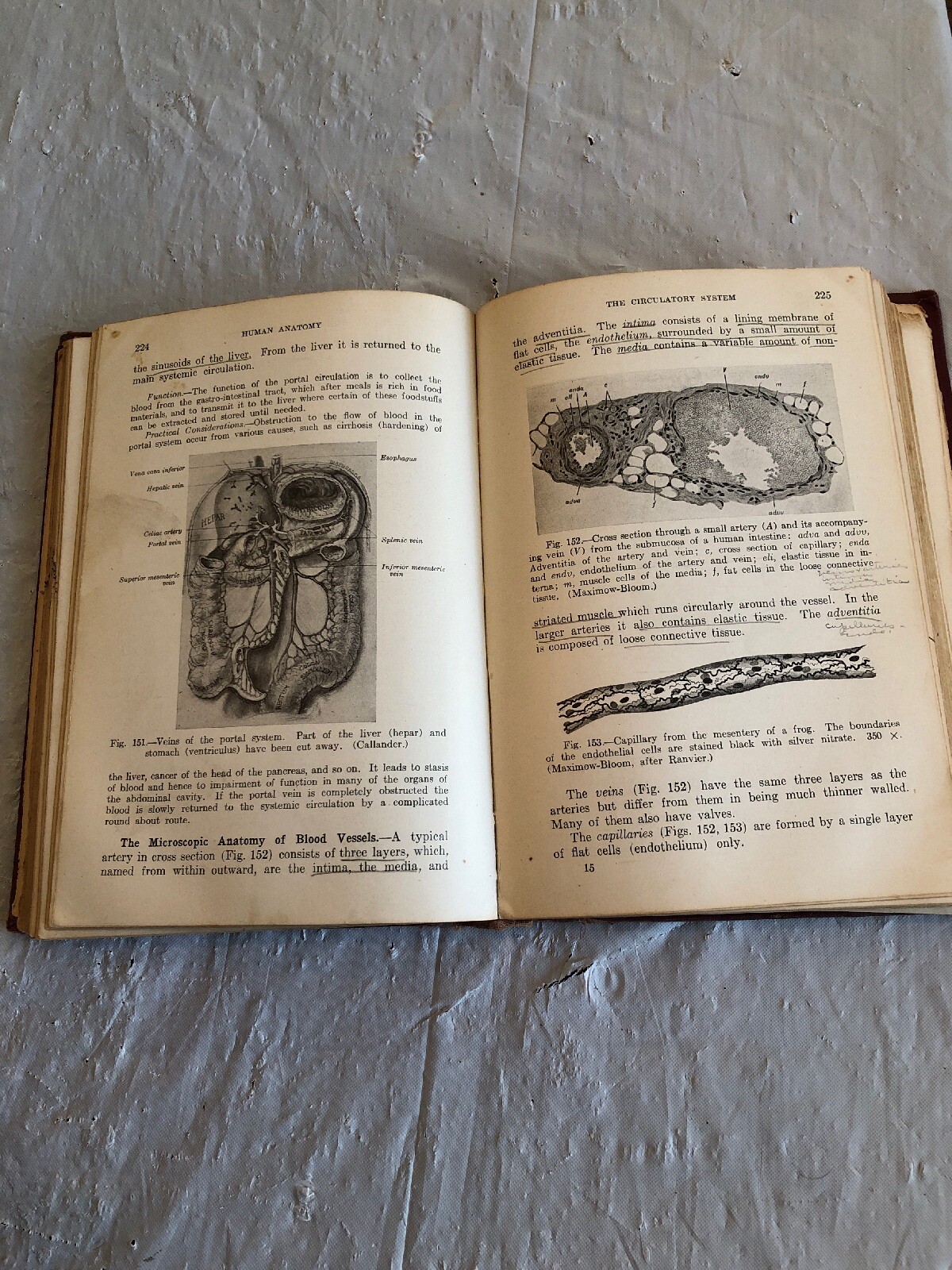 An introduction to Human Anatomy, First Edition.  1935