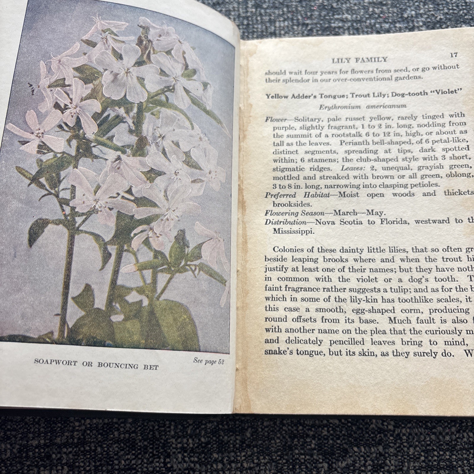 Little Nature Wild Flowers Worth Knowing 1ST Edition Neltje Blanchan 1922
