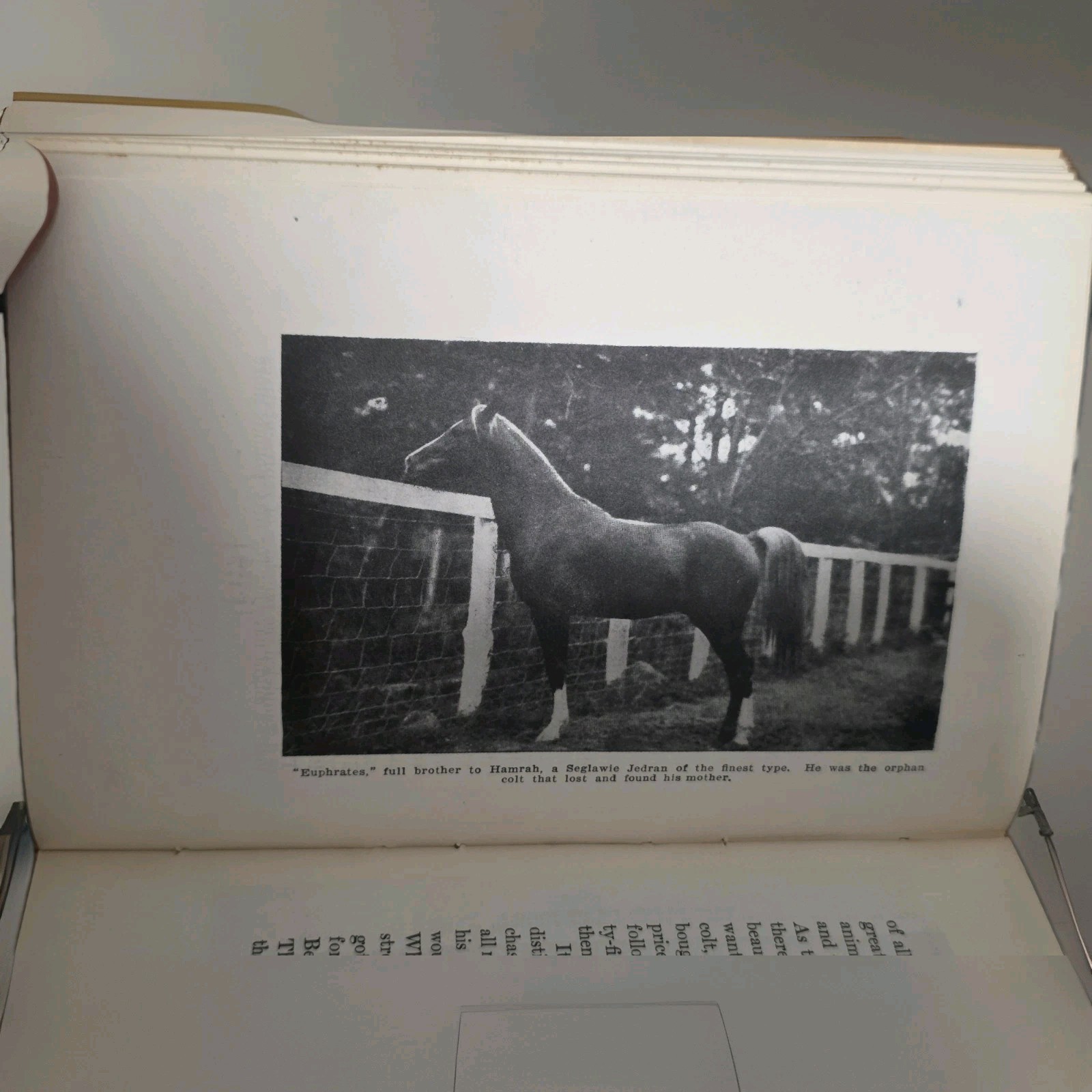 My Quest of the Arabian Horse Homer Davenport c1900s Arabian Horse Club HC RARE