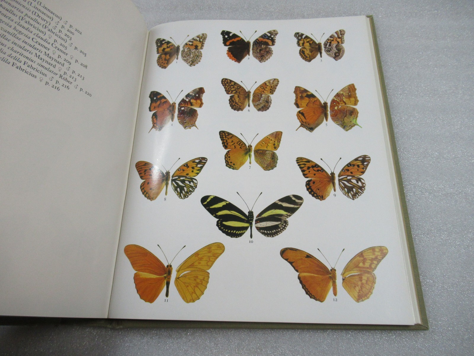 JAMAICA and Its BUTTERFLIES – Brown & Heinemann HB-DJ 1972 1st