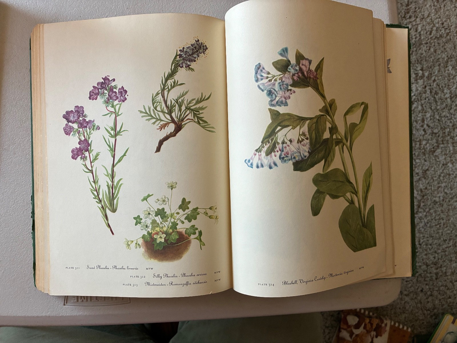 Wild Flowers of America Mary Vaux Walcott 1965 5th Printing Ex Libris