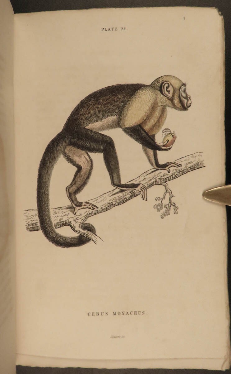 1833 1ed MONKEY Evolution Primate Chimpanzee Orangutan Color Illustrated Jardine