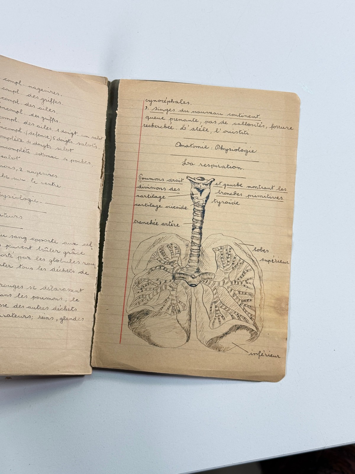 vtg 70s Biology Medical Sketchbook Belgium skeletons folk art illustration