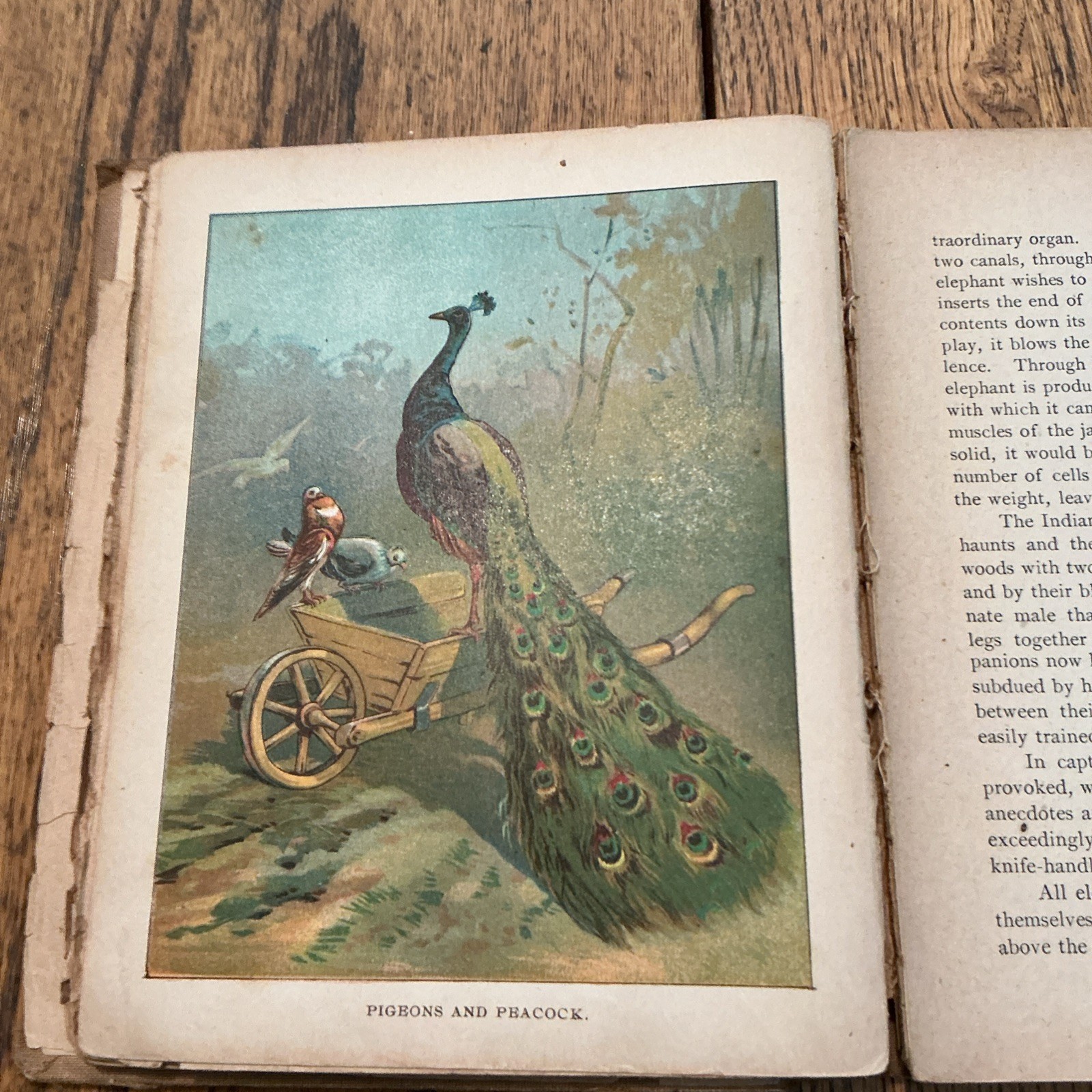 1901 Wood’s Natural History for Young People HB Illustrated