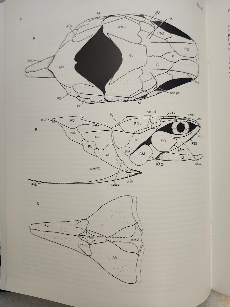 Stephen J. Gould Redescription Placoderm Fossils Cleveland Shale Kirtlandia Rare