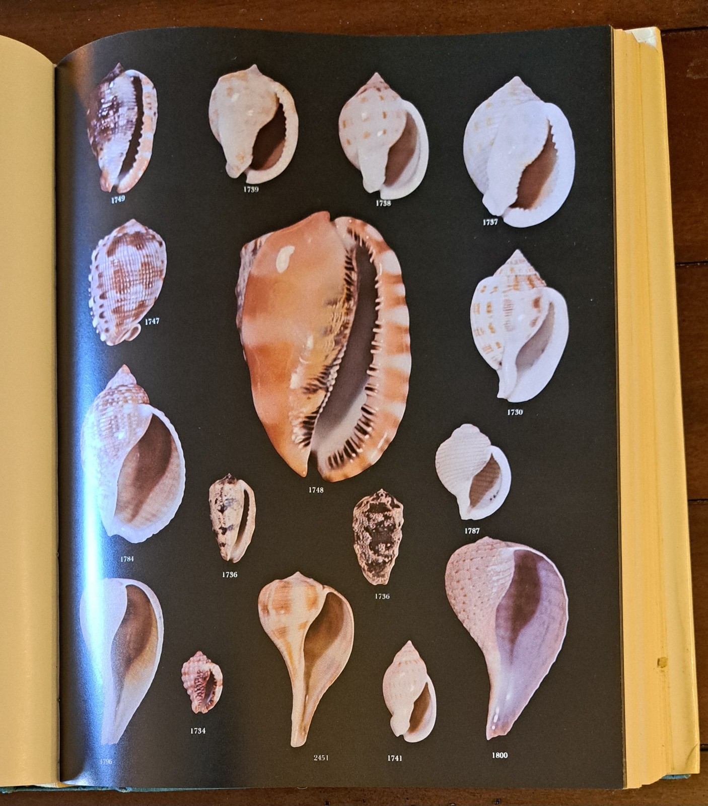 AMERICAN SEASHELLS, Second Edition by R. Tucker Abbott 1974