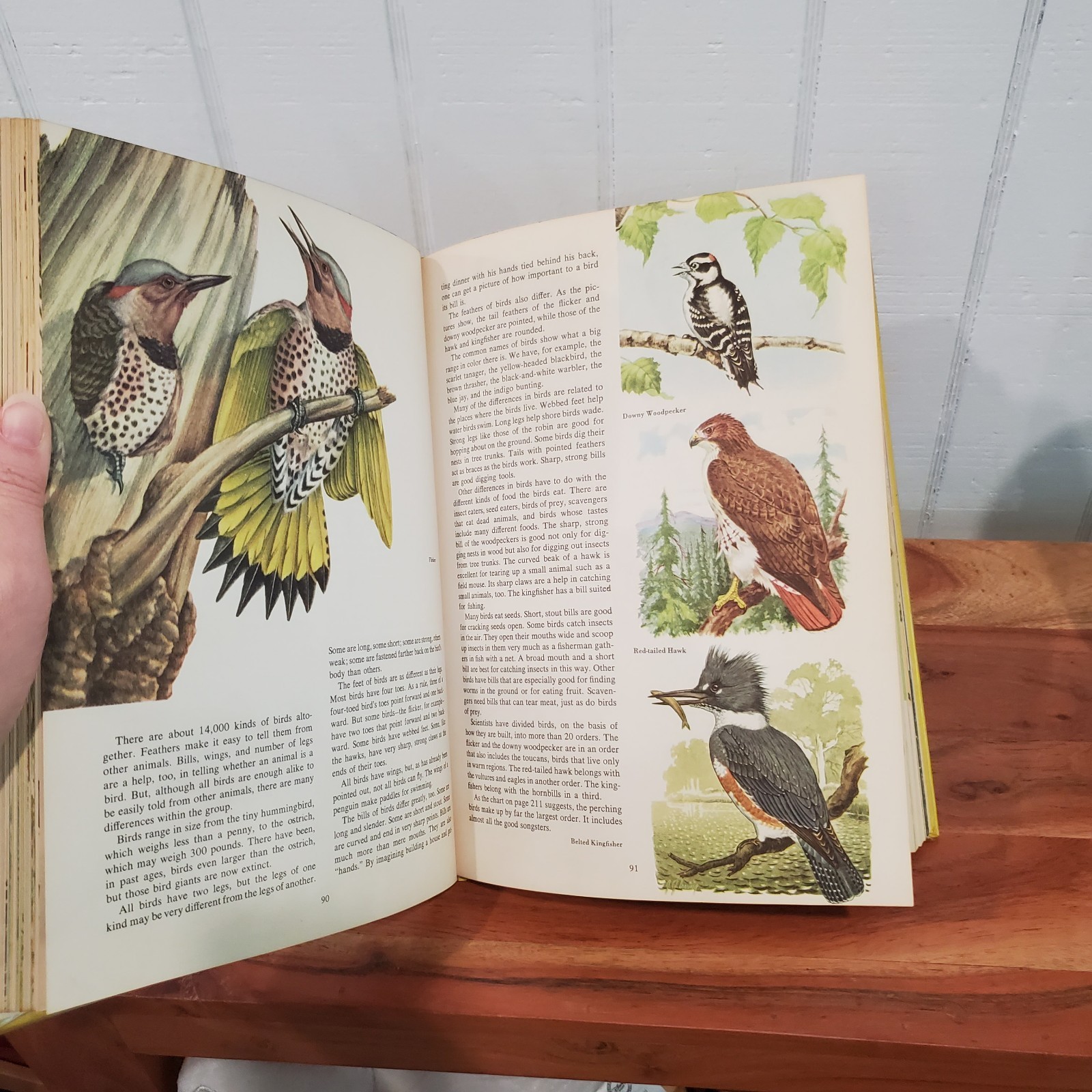 The Golden Treasury of Natural History by Bertha Morris Parker 1952 Vintage HC