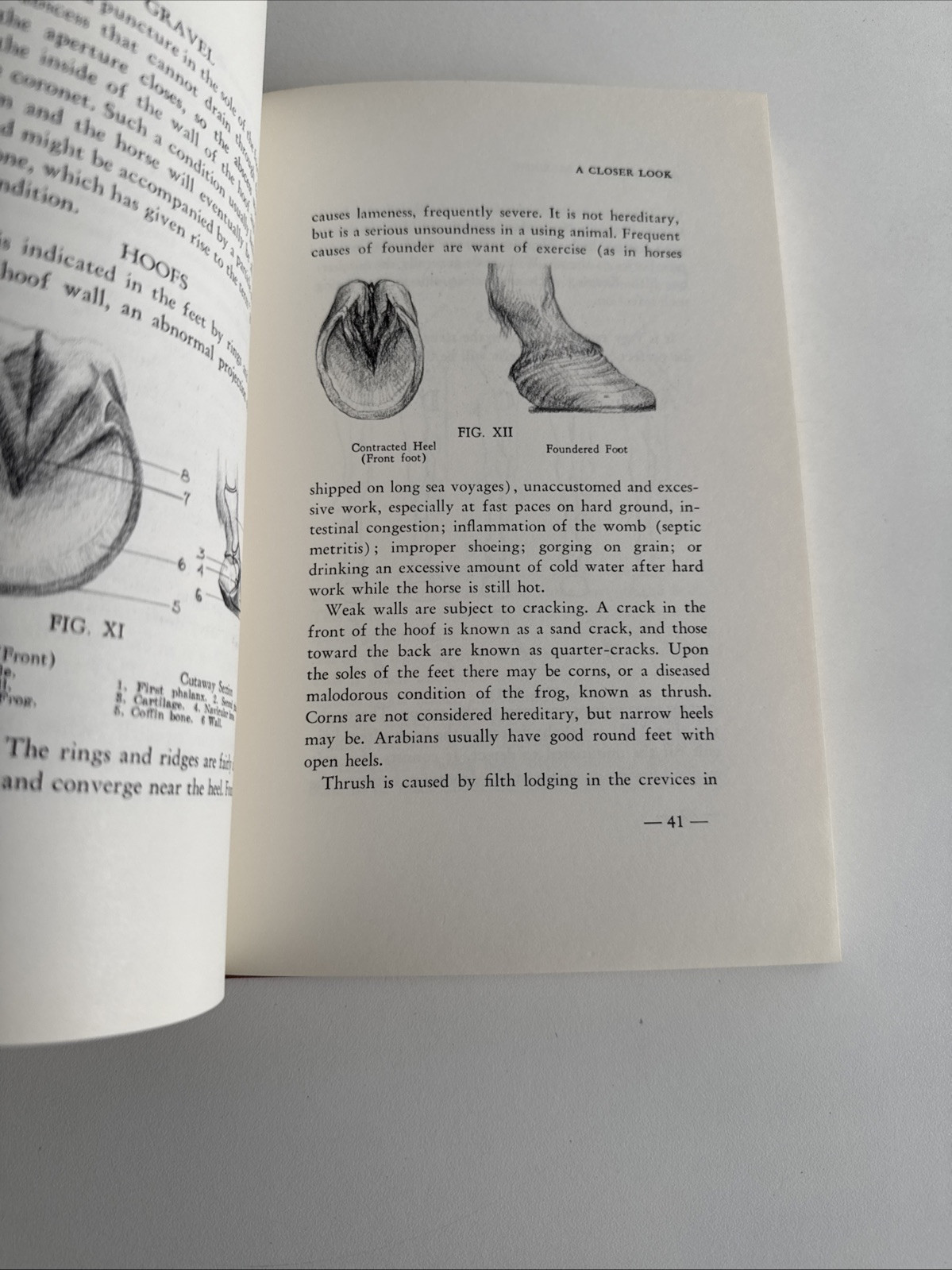 Arabian Horse Breeding by Herbert H. Reese Ill by Gladys Brown Edwards 6th. Ed.