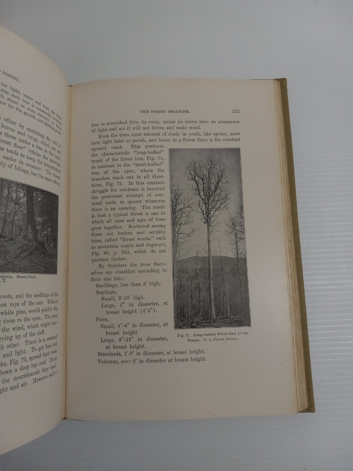 Wood and Forest by William Noyes Educational Vtg 1912 HC Vtg Manual Arts Press