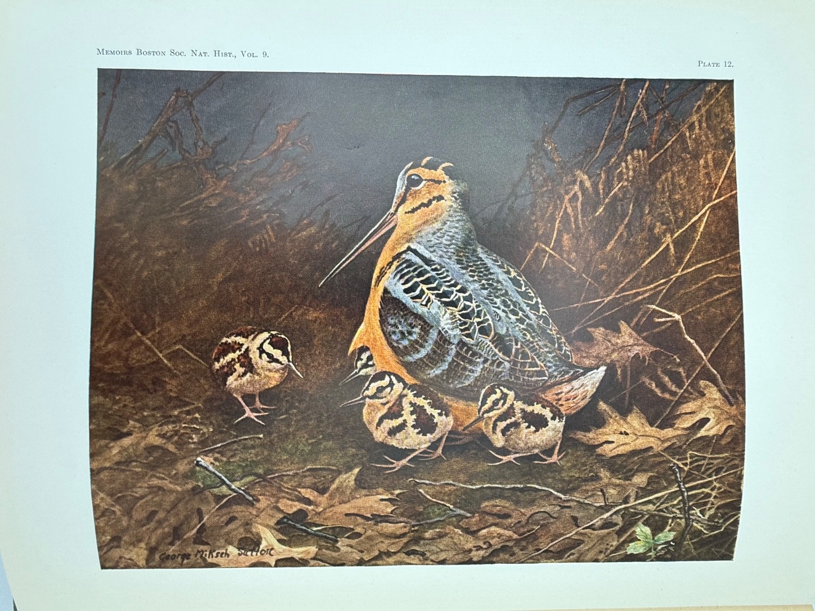 1936 Pettingill American Woodcock Boston Society Natural History Plates Birds