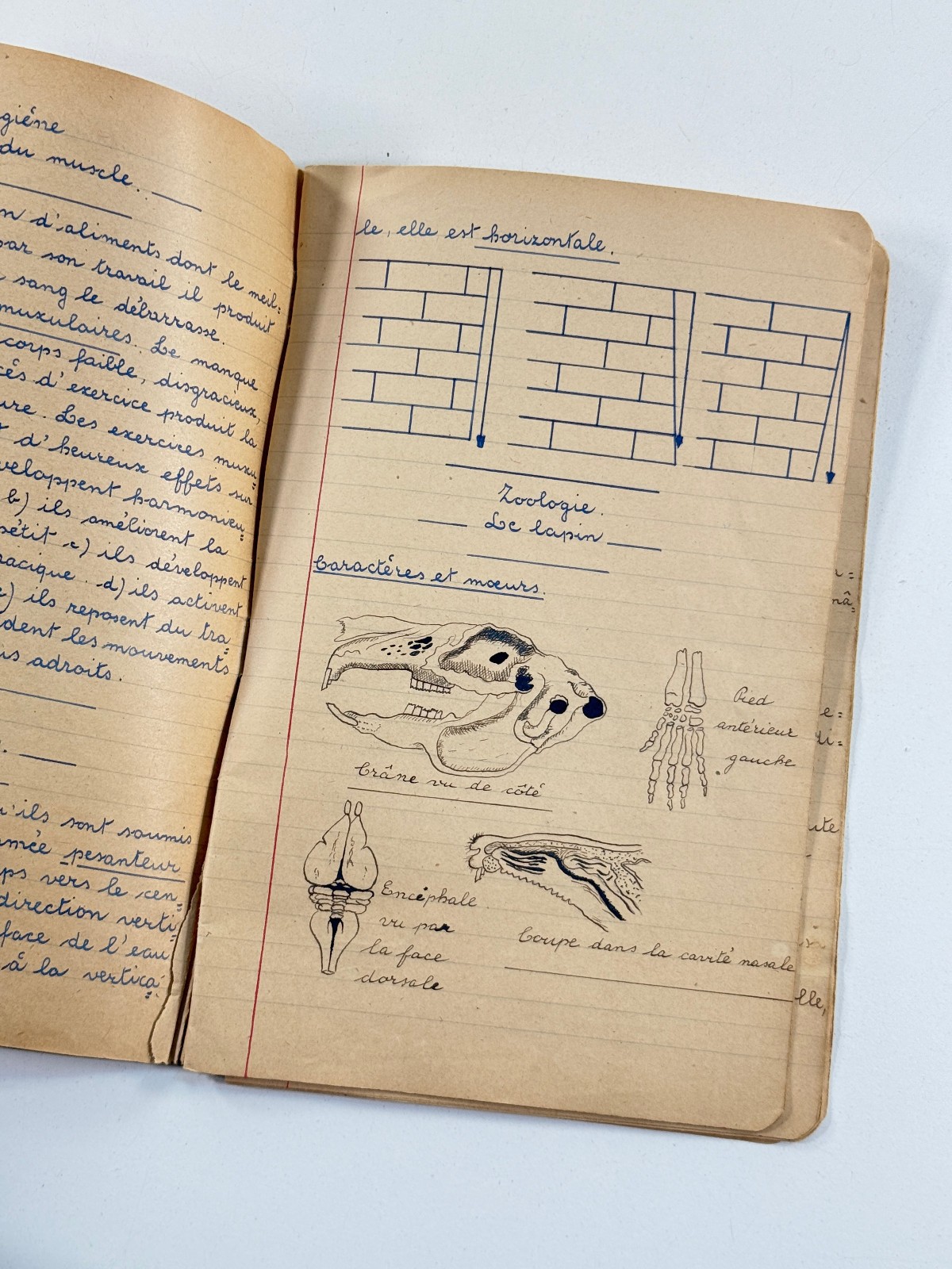vtg 70s Biology Medical Sketchbook Belgium skeletons folk art illustration