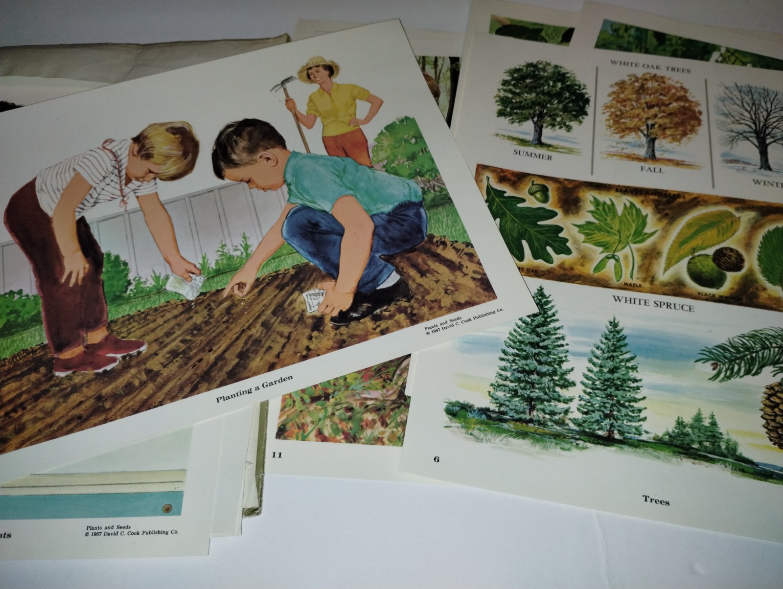 Vtg Preschool Elementary Education Teaching Pictures Plants & Seeds ’67 COMPLETE