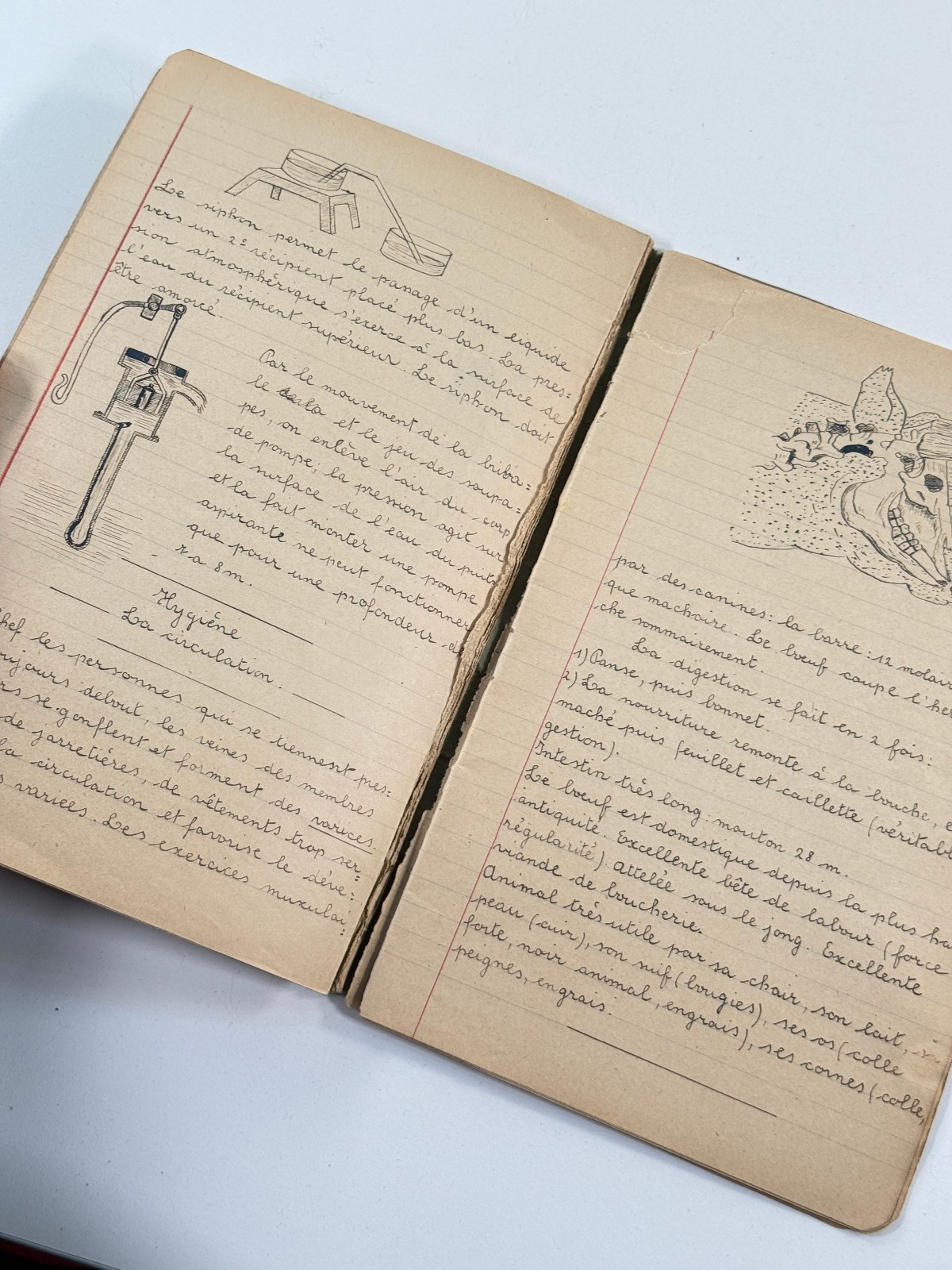vtg 70s Biology Medical Sketchbook Belgium skeletons folk art illustration