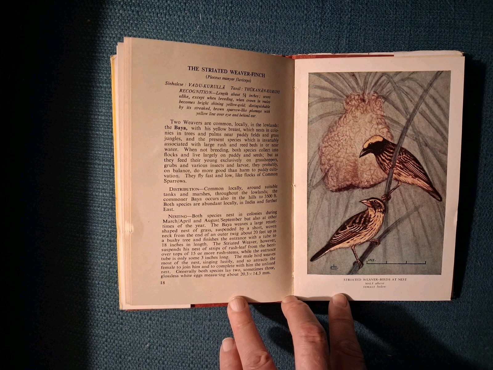 BIRDS OF CEYLON By W.W.A. Phillips Volume 2 From 1952 Sri Lanka 1st Edition Book