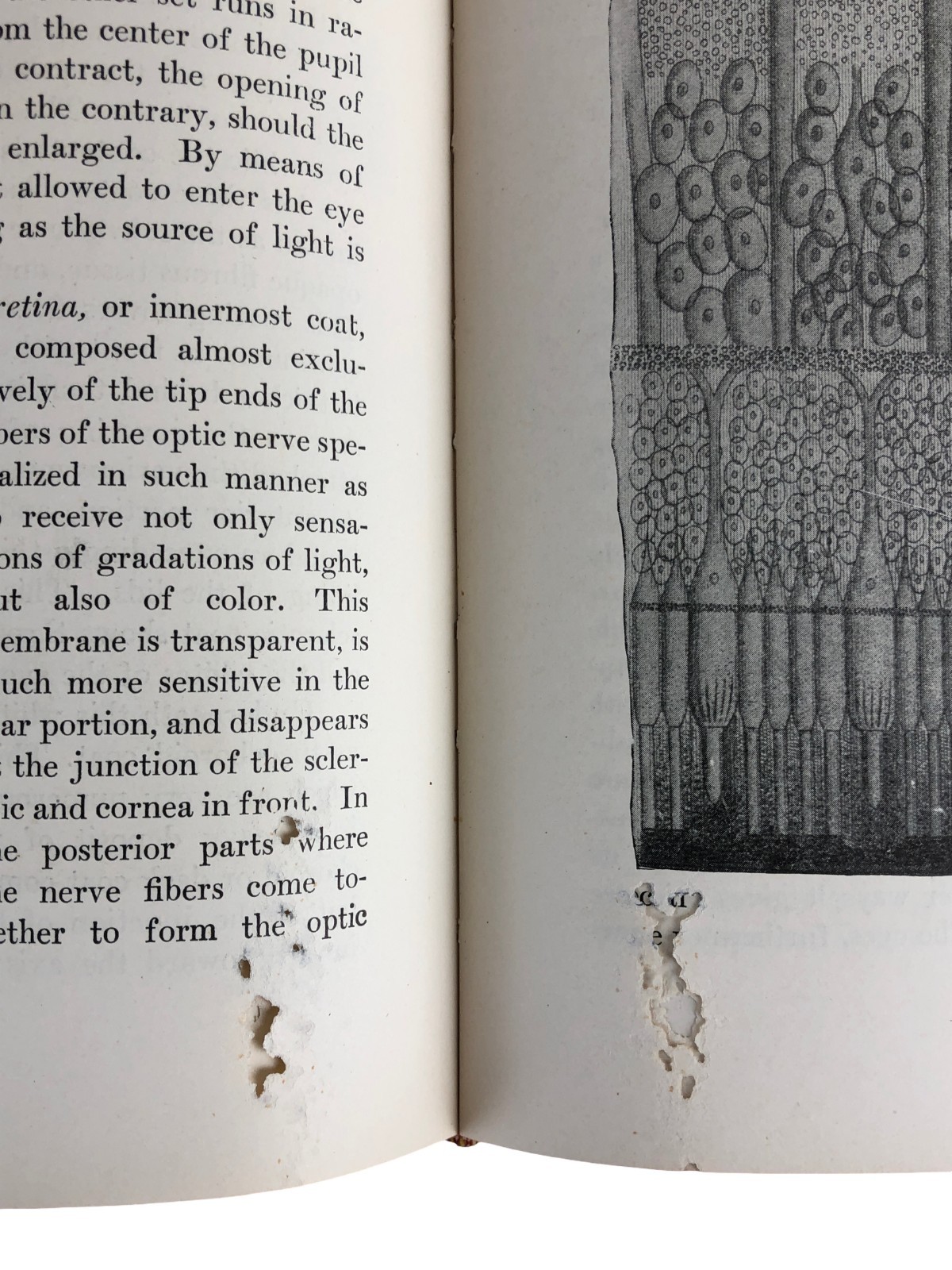 5 Volume Set MacFadden’s Encyclopedia of Physical Culture 1928 Antique