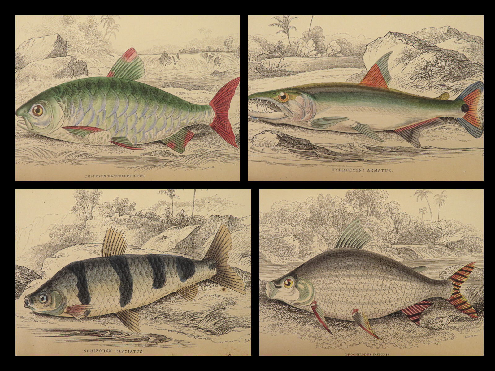 1841 Jardine Naturalist FISH Piranha Salmon Carp Dorsa Ichthyology Africa Guiana
