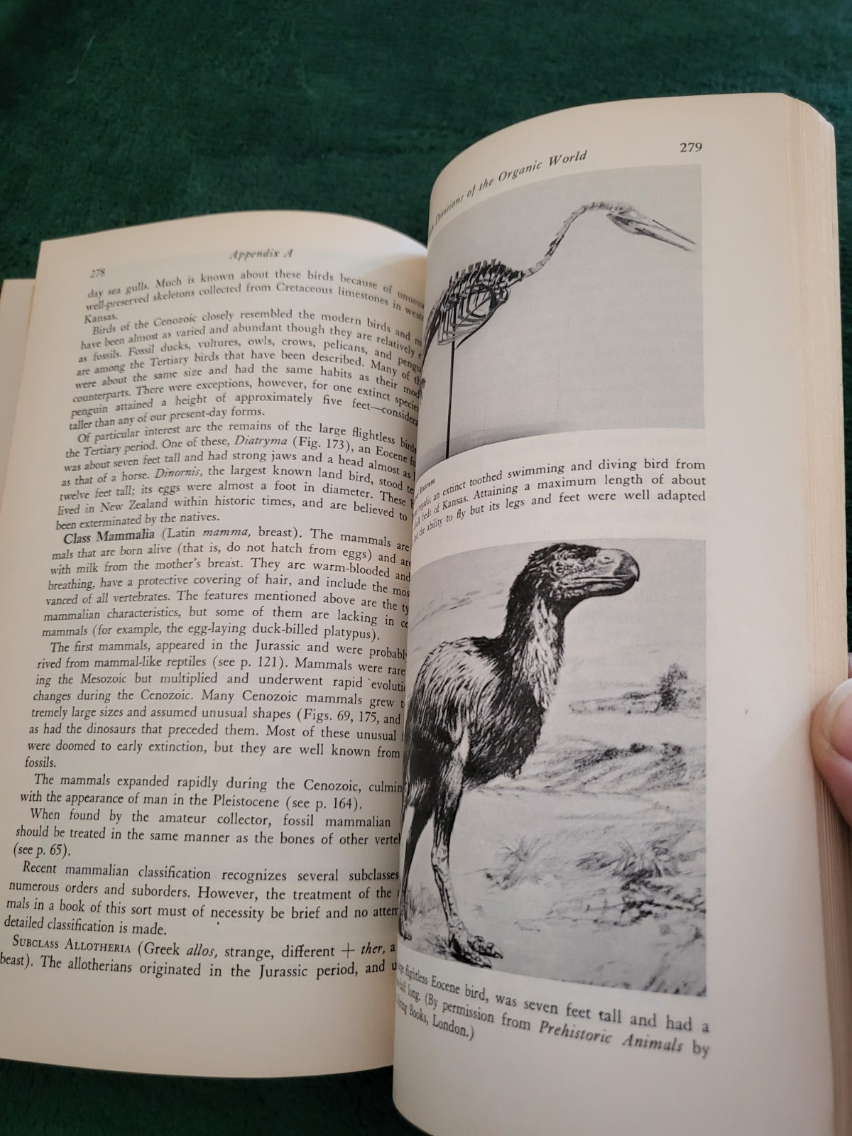 Fossils An Introduction to Prehistoric Life William H. Matthews Vintage PB Every
