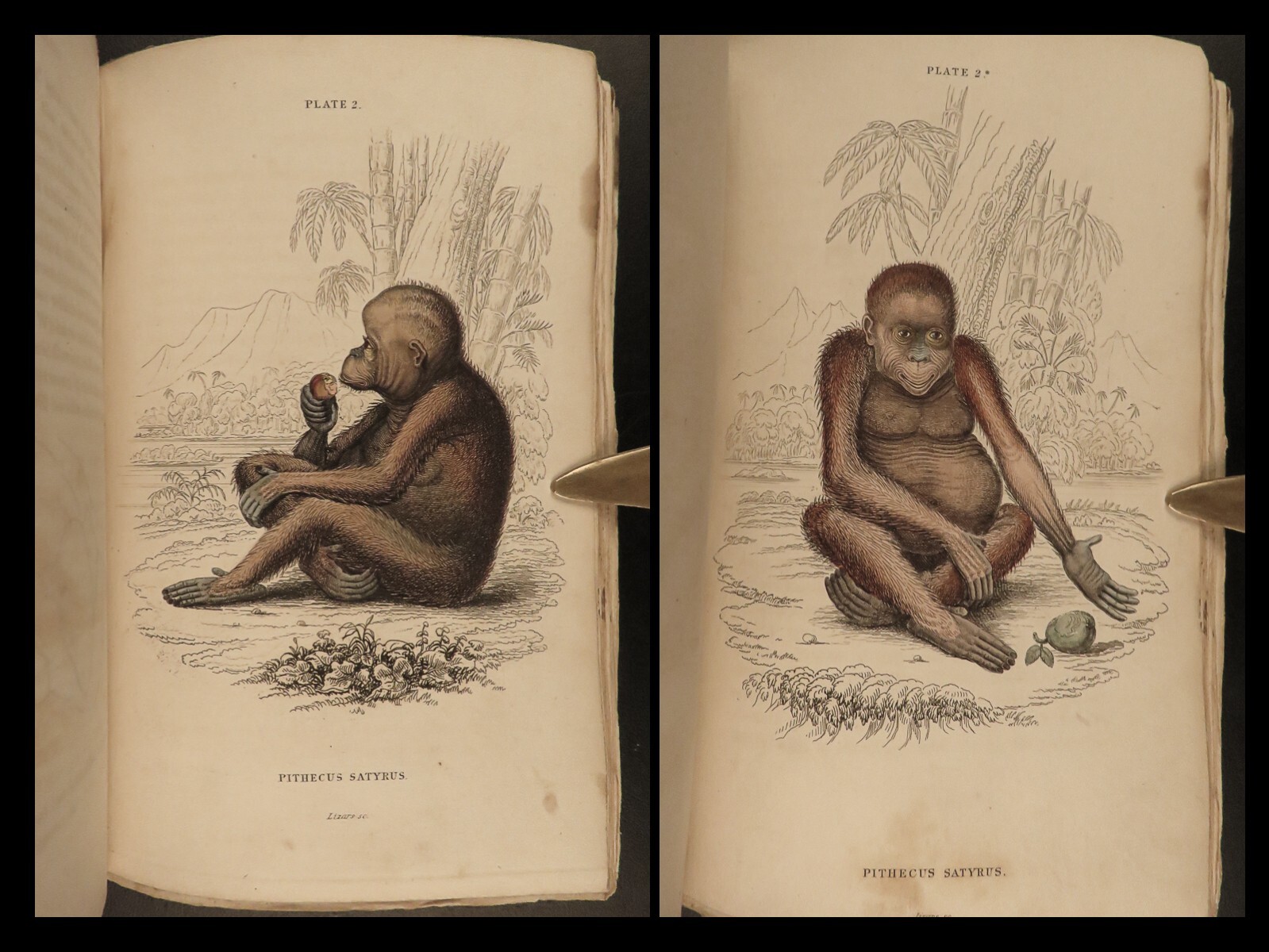 1833 1ed MONKEY Evolution Primate Chimpanzee Orangutan Color Illustrated Jardine