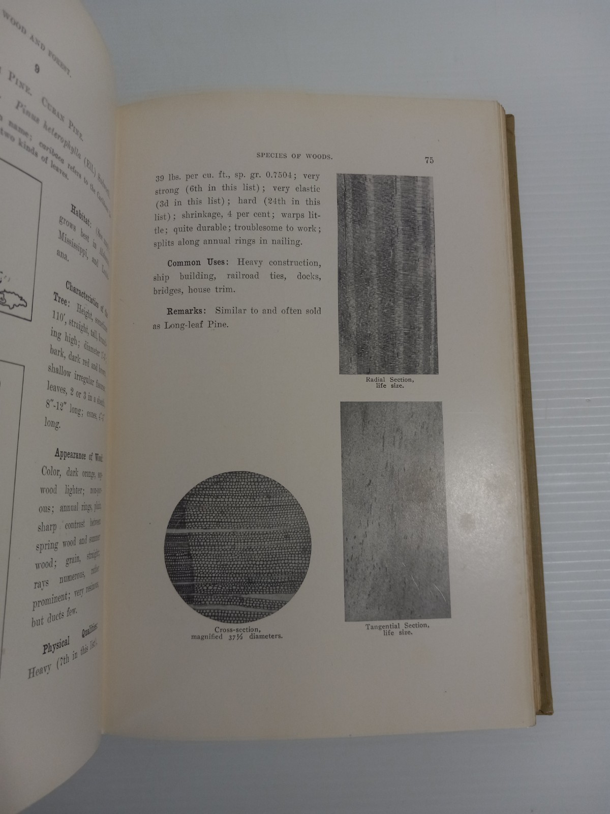 Wood and Forest by William Noyes Educational Vtg 1912 HC Vtg Manual Arts Press