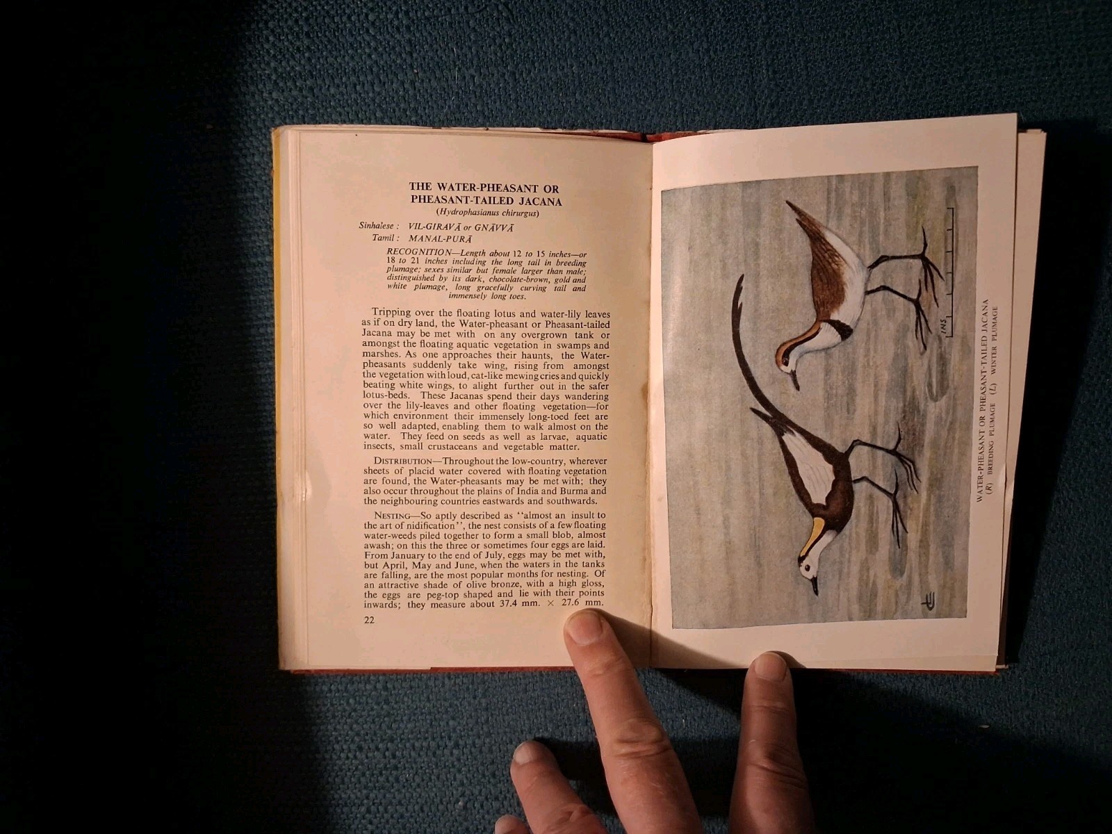 BIRDS OF CEYLON By W.W.A. Phillips Volume 2 From 1952 Sri Lanka 1st Edition Book