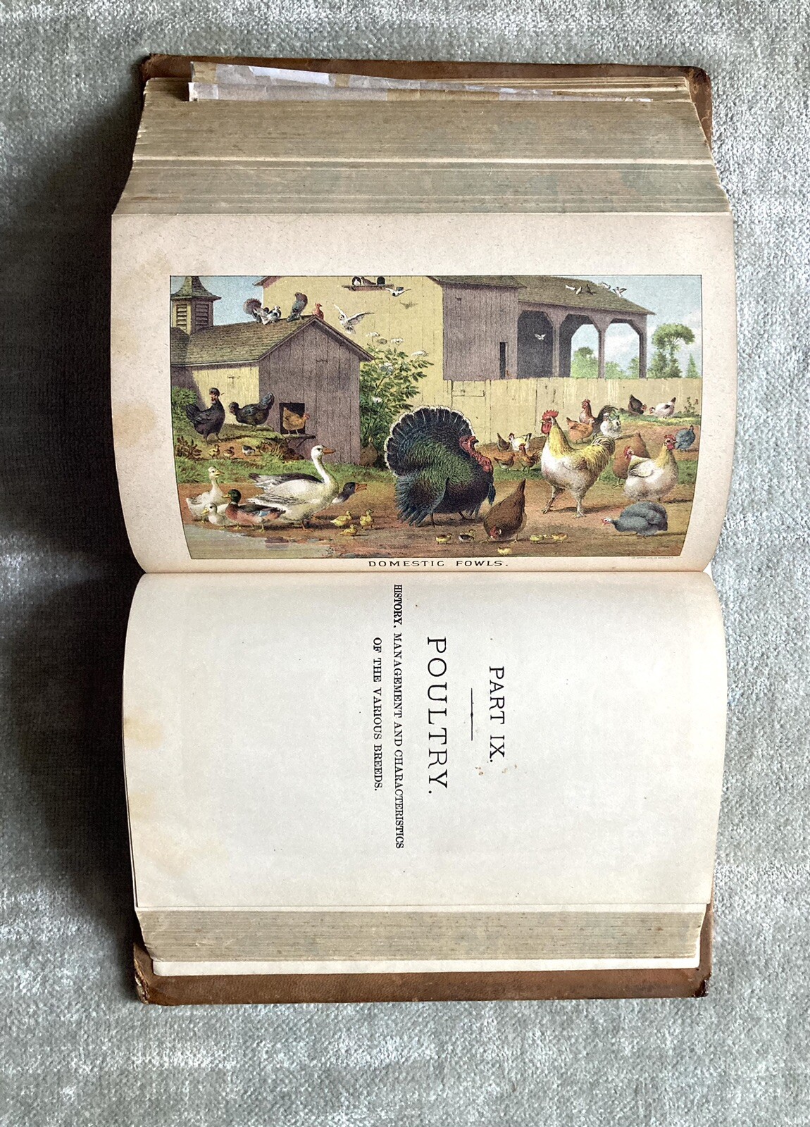 Antique Livestock Cyclopedia, Leatherbound, 1886, A.H. Baker, Illustrated.