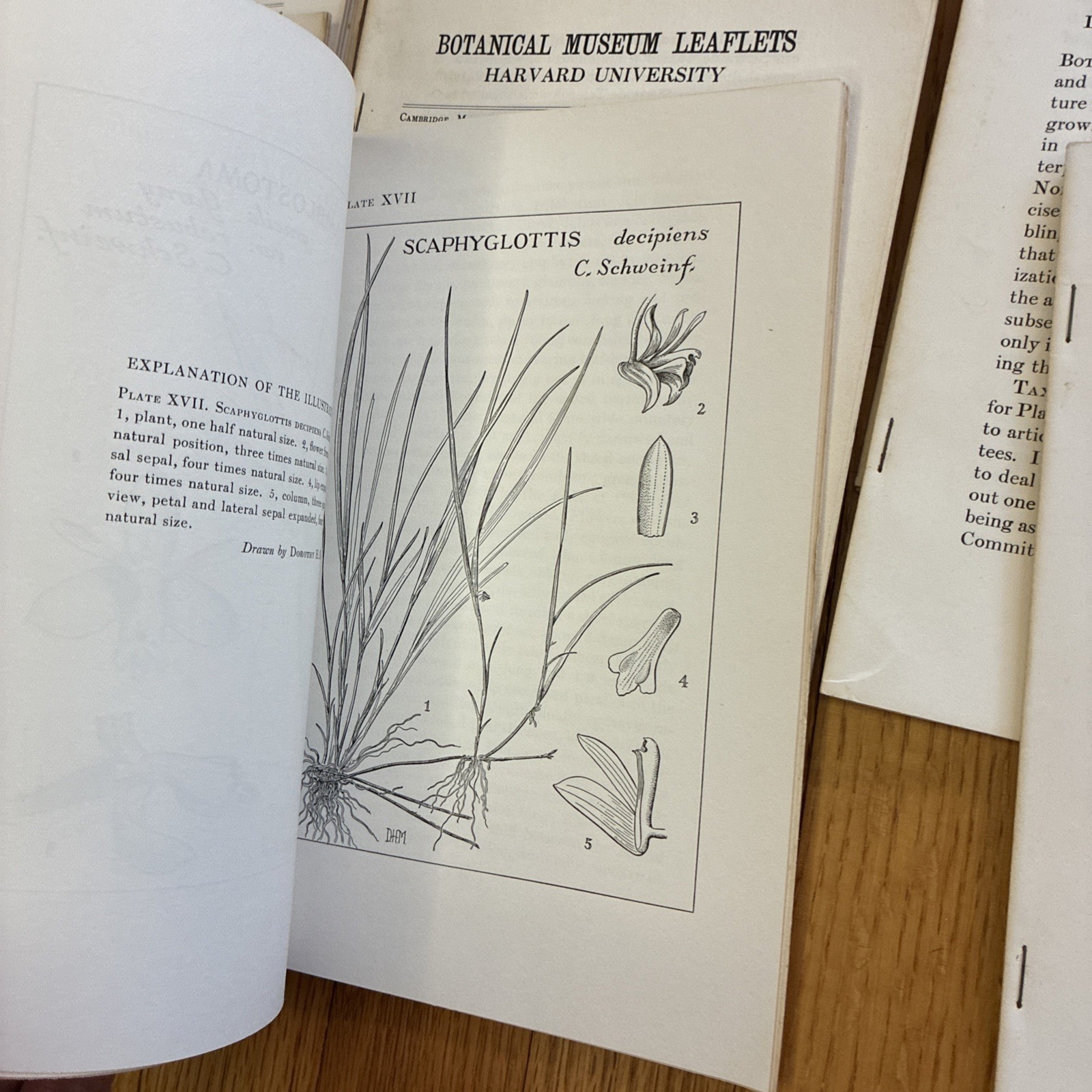 Botanical Museum Leaflets ~ Harvard University • Richard Evans Schultes 1949-59
