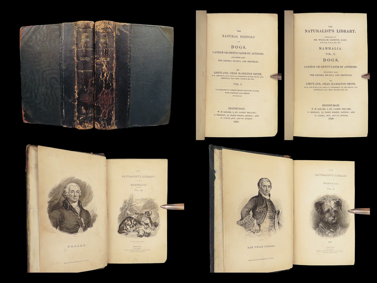 1839 DOGS & Wolves 1ed Huskies Hyenas FOX Jardine Naturalist Illustrated Canines