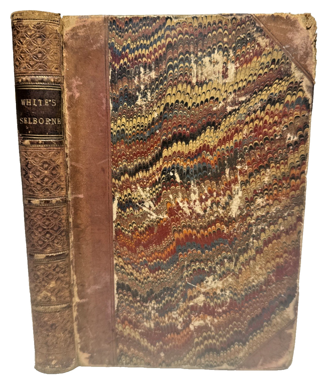 Natural History Antiquities Selborne England White 1853 Antique Book Illustrated