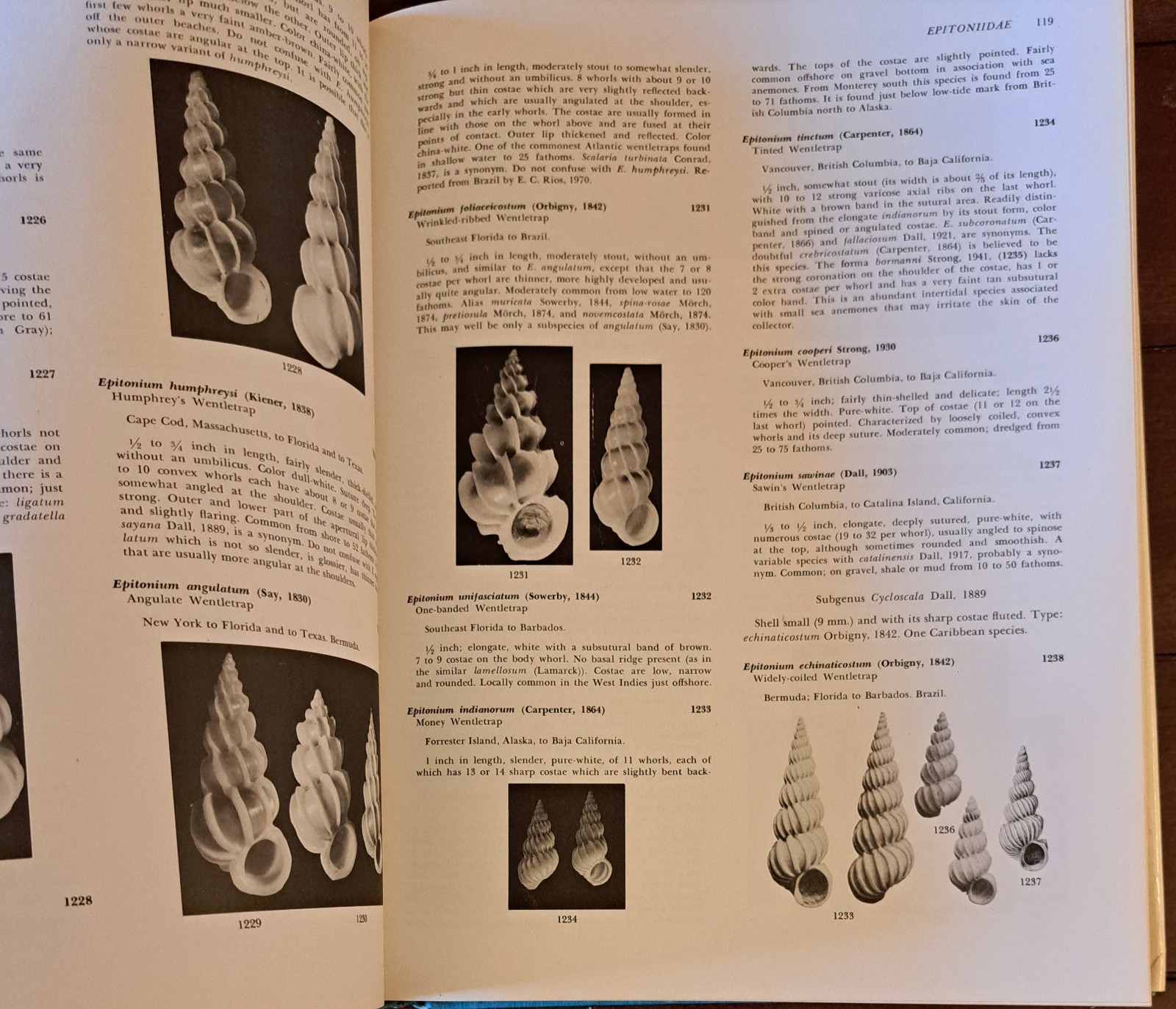 AMERICAN SEASHELLS, Second Edition by R. Tucker Abbott 1974