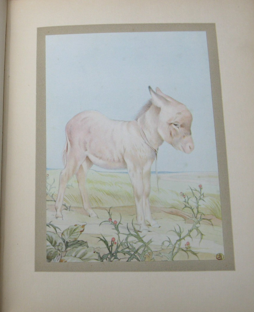 1911 The Book of Baby Beasts- Detmold SIGNED 1st Edition