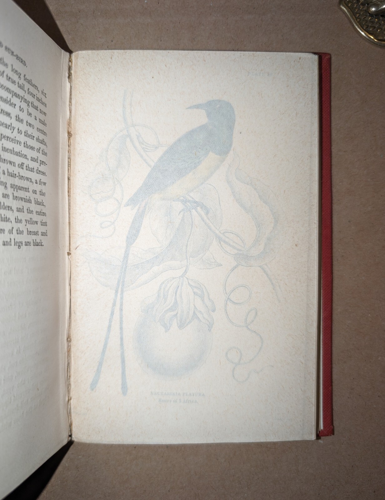 Naturalists‘ Library Nectariniadae Sun-Birds William Jardine 1864 color plates