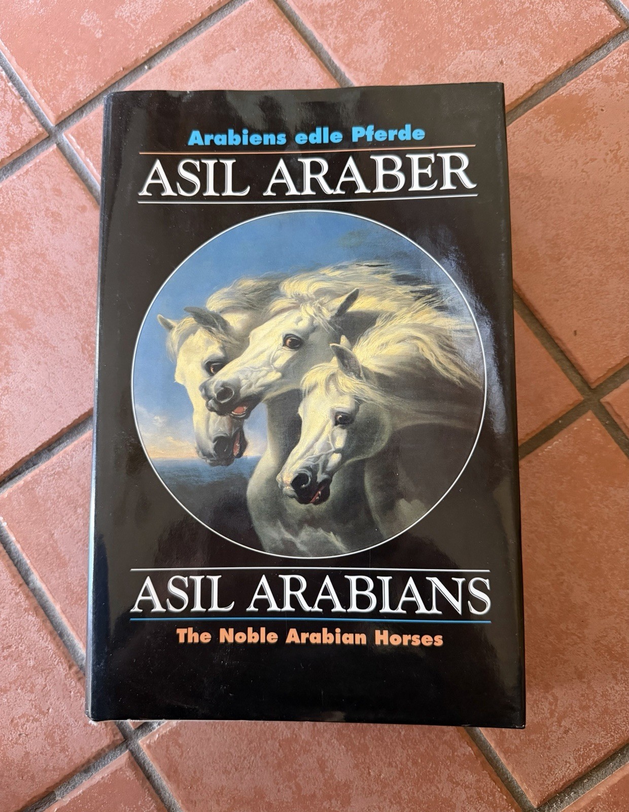Asil Arabians The Noble Arabian Horses