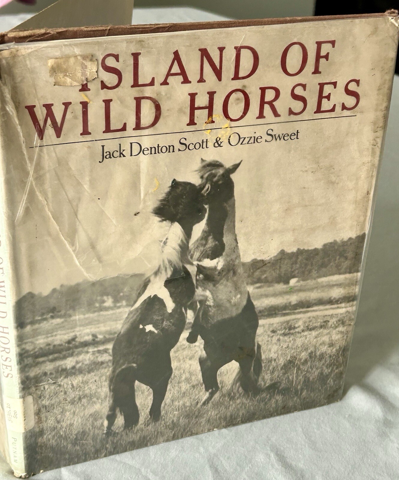 Island of Wild Horses by Jack Scott & Ozzie Sweet / 1978 – G. P. Putnam’s Sons