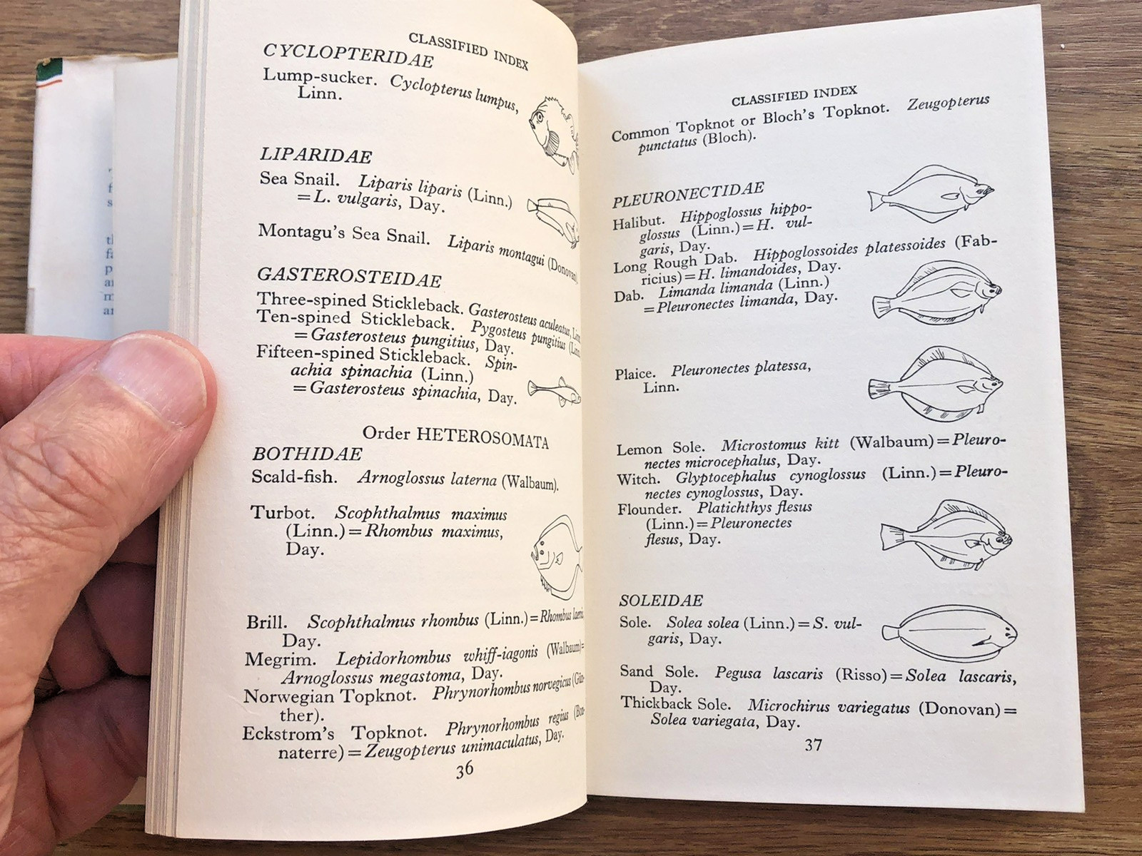 The Observer’s book of Sea Fishes 1962 reprint