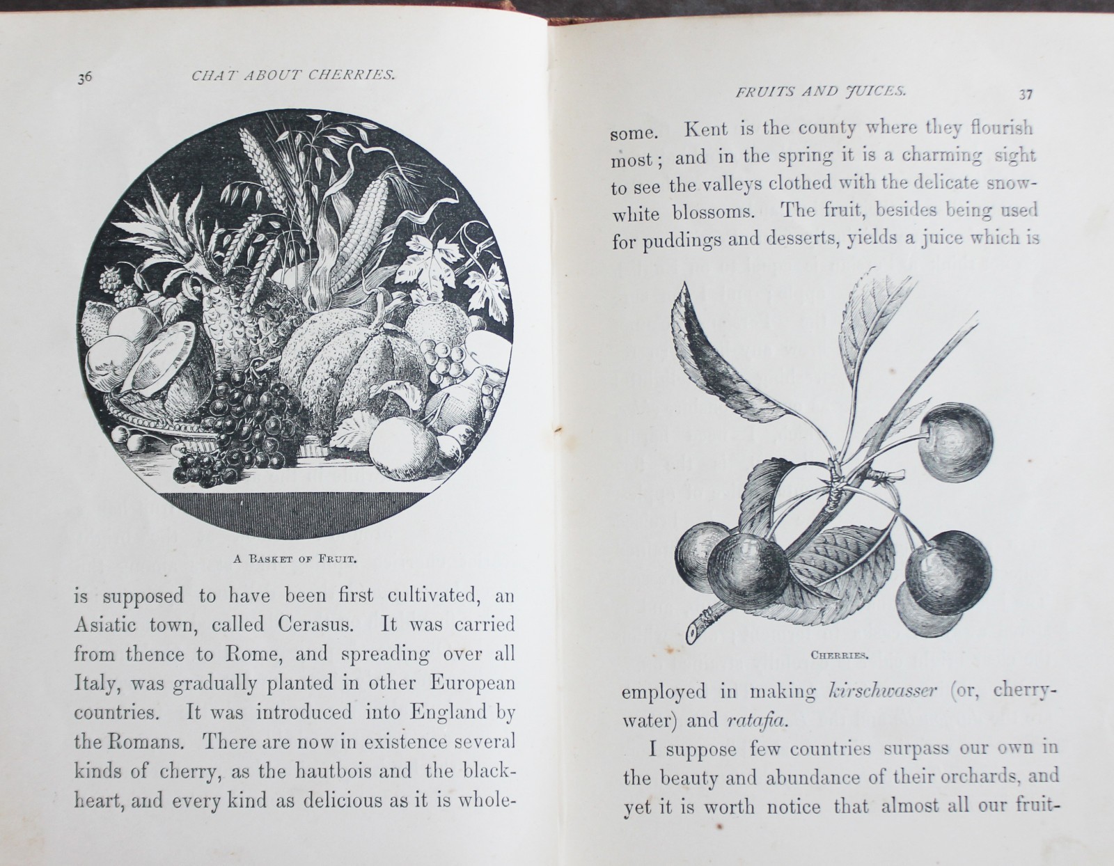 Rare Antique Old Book Useful Plants 1870 Nature Garden Flower Tea Sugar Cacao ?