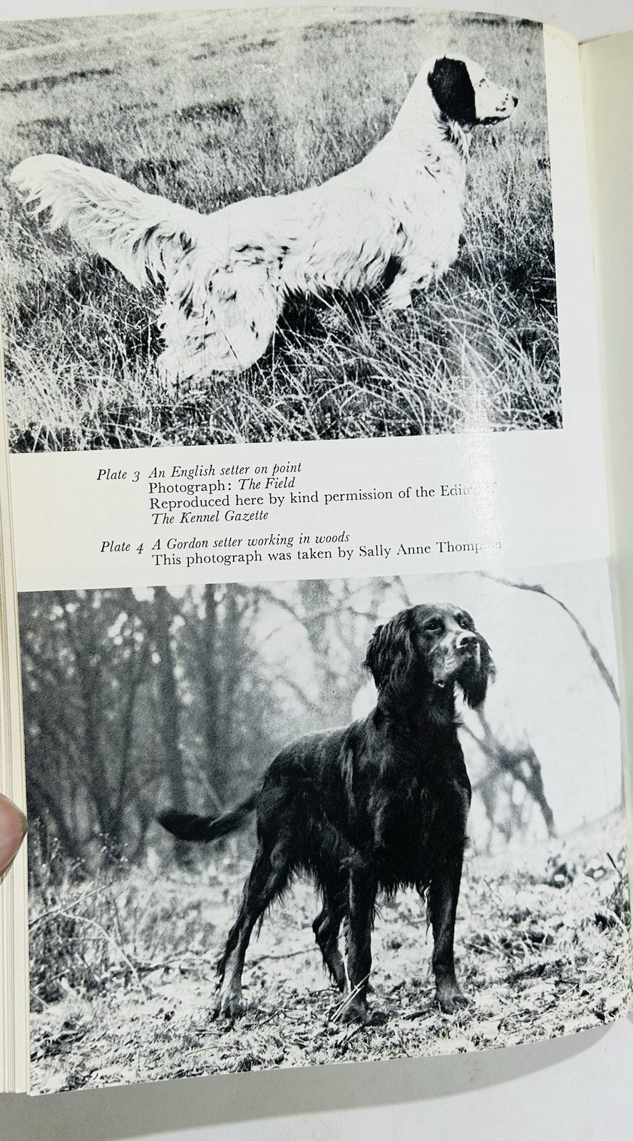 Training Setters and Pointers for Field Trials by John Beazley HC with DJ 1974