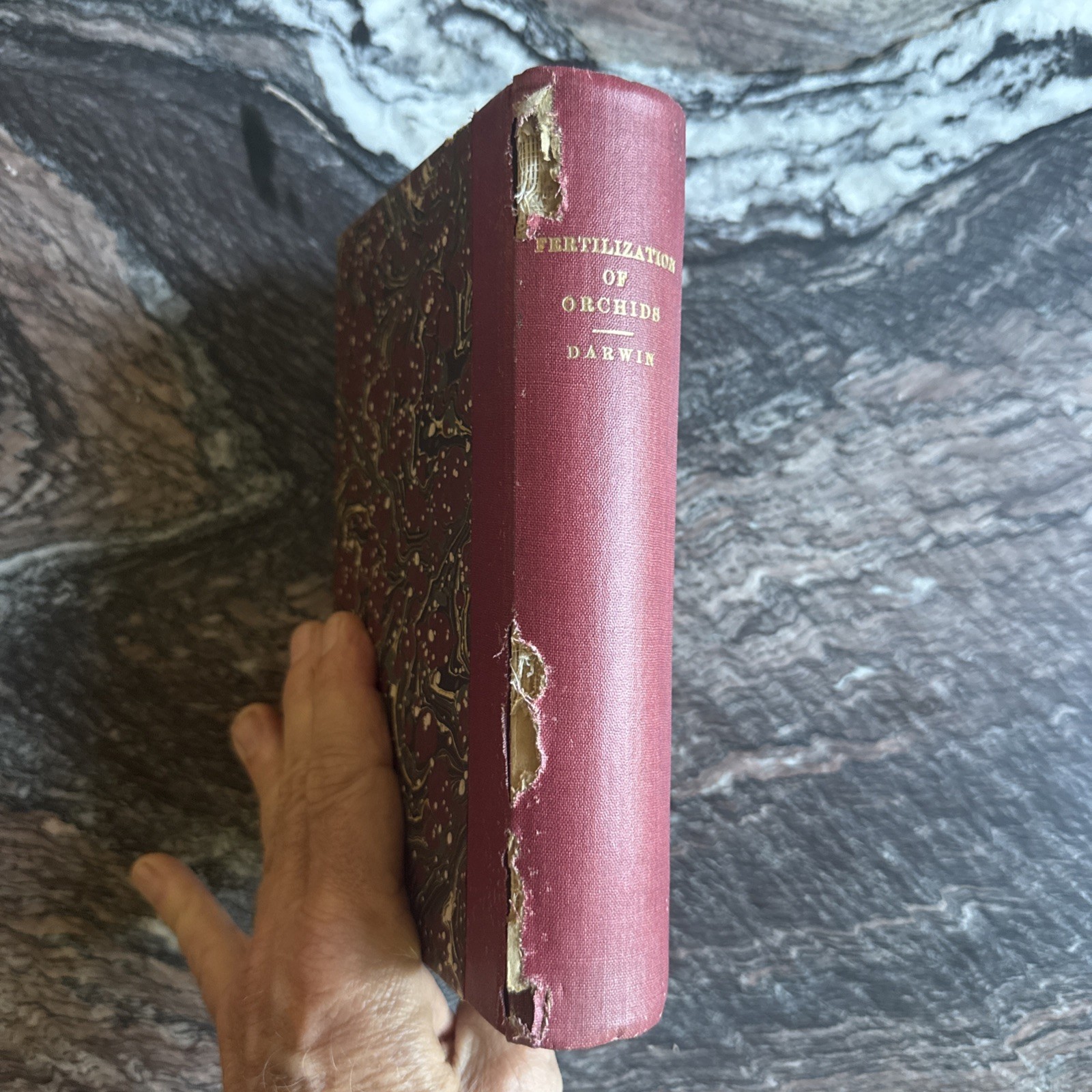 Charles Darwin 1st Edition Fertilization of Orchids London 1862
