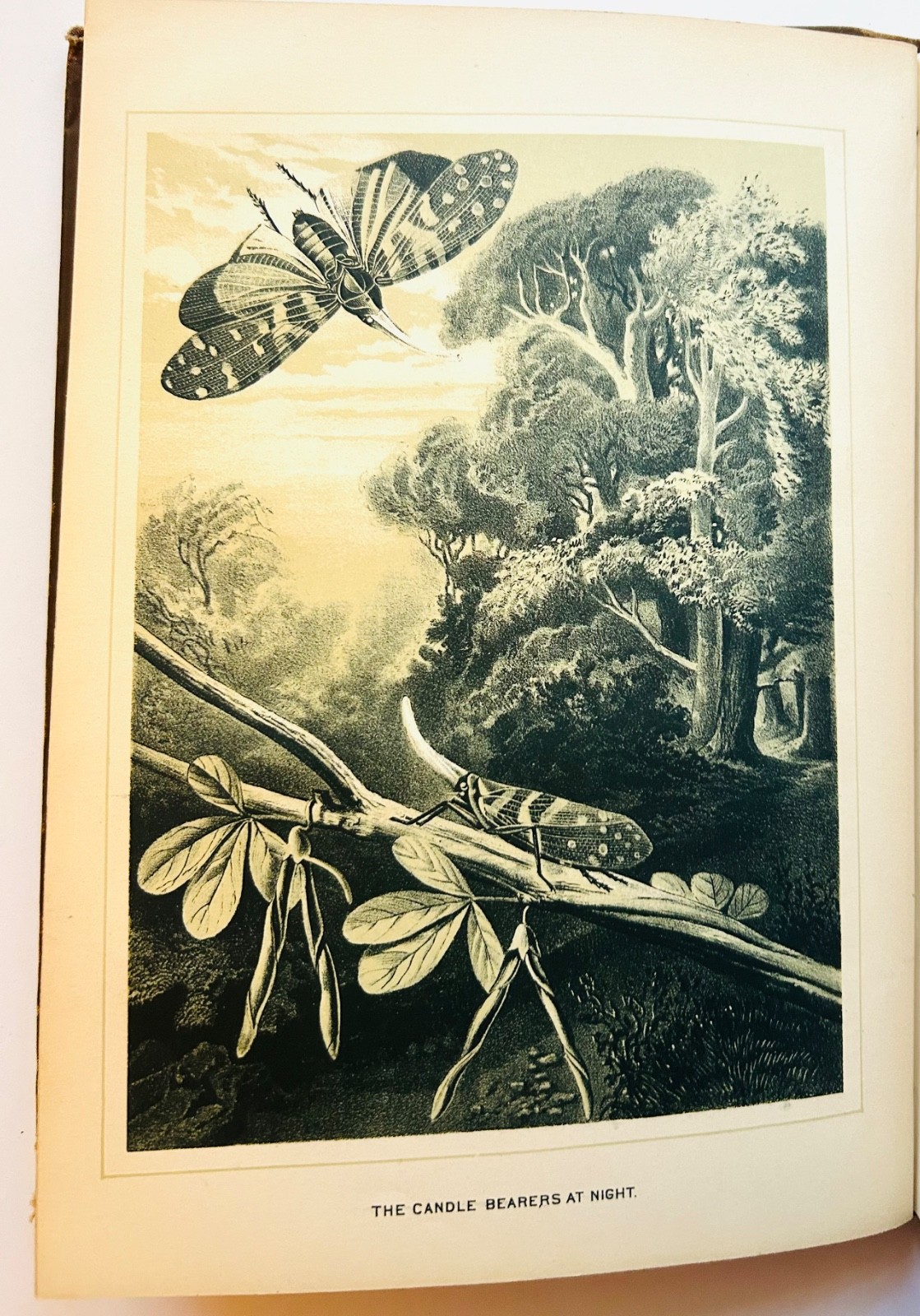 Science for All, Robert Brown, Illustrated rate out of print, collectible, rare