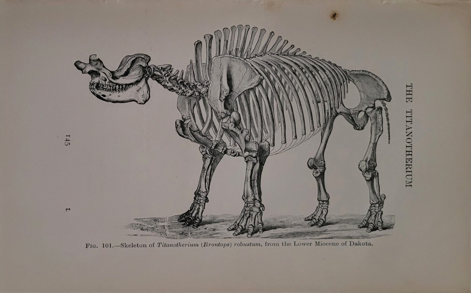 1906 Extinct Animals Lankester – Antique Nature Evolution Book Illustrated 1st