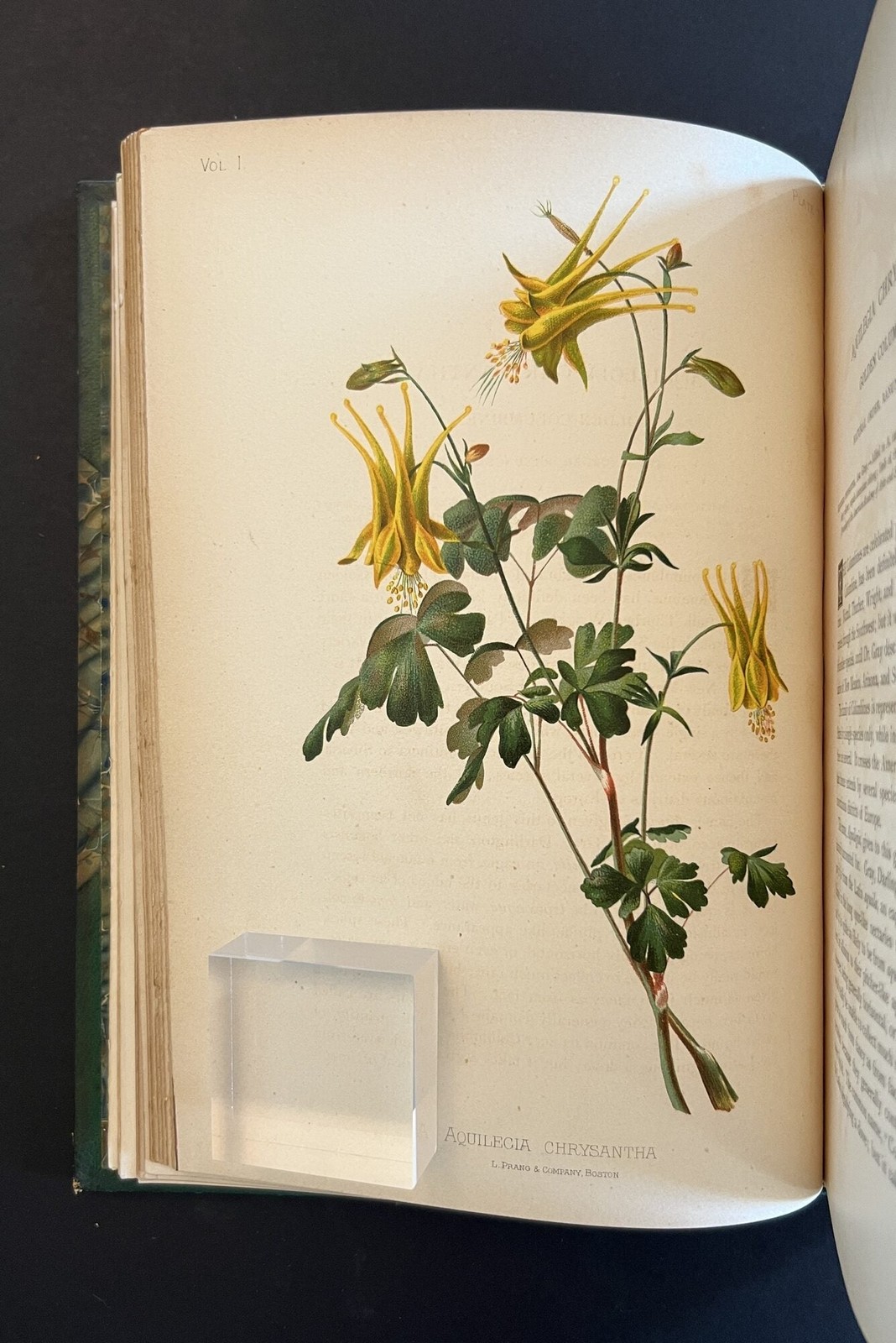 Thomas Meehan / Native Flowers and Ferns of the United States in their 1st 1879